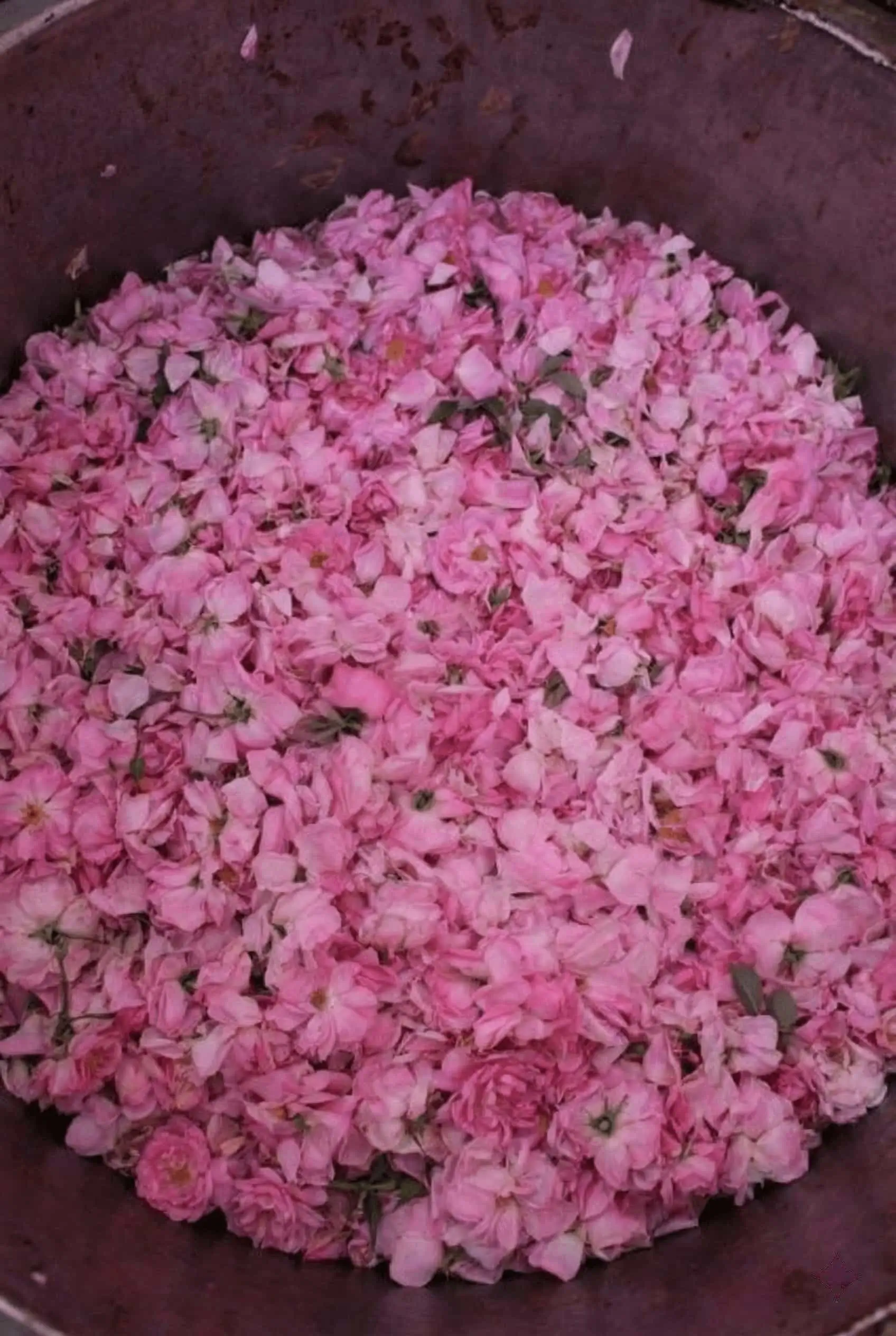 Pure Morocco rose water for skincare and beauty being distilled from pink Damask rose petals in a traditional copper still
